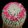 Mammillaria_compressa